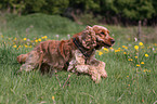 running English Cocker Spaniel