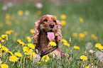 English Cocker Spaniel