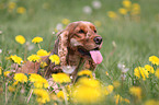 English Cocker Spaniel