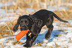 English Cocker Spaniel Puppy