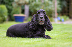 English Cocker Spaniel