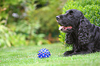 English Cocker Spaniel