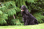 English Cocker Spaniel