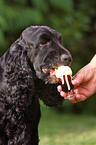 English Cocker Spaniel eating icecream