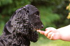 English Cocker Spaniel eating icecream