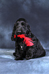 young English Cocker Spaniel