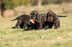 English Cocker Spaniel Puppies