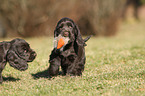 English Cocker Spaniel Puppies