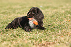 English Cocker Spaniel Puppy