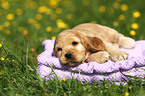 English Cocker Spaniel Puppy