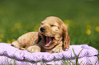 English Cocker Spaniel Puppy