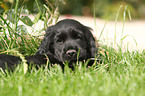 English Cocker Spaniel Puppy