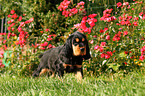 English Cocker Spaniel Puppy