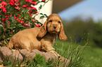 English Cocker Spaniel Puppy