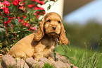 English Cocker Spaniel Puppy