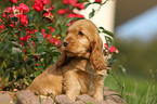 English Cocker Spaniel Puppy