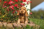 English Cocker Spaniel Puppy