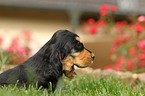 English Cocker Spaniel Puppy