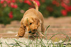 English Cocker Spaniel Puppy