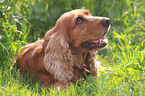 lying English Cocker Spaniel