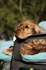 English Cocker Spaniel