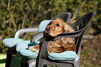 English Cocker Spaniel