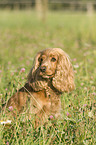 sitting English Cocker Spaniel