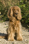 sitting English Cocker Spaniel