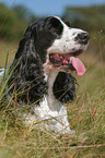 lying English Cocker Spaniel