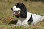 lying English Cocker Spaniel