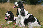 English Cocker Spaniel