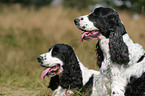 English Cocker Spaniel Portrait