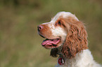 English Cocker Spaniel Puppy