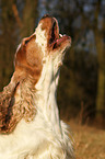 English Cocker Spaniel Portrait