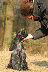 sitting English Cocker Spaniel