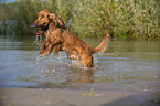 running English Cocker Spaniel