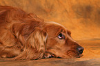 lying English Cocker Spaniel