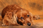 lying English Cocker Spaniel