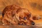 lying English Cocker Spaniel