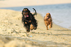 running English Cocker Spaniel