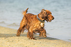 running English Cocker Spaniel