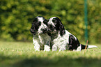 English Cocker Spaniel Puppies