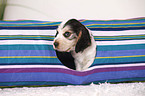 English Cocker Spaniel puppy