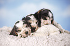 sitting Cocker puppies