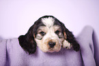 English Cocker Spaniel puppy