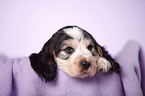 English Cocker Spaniel puppy