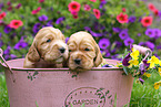 English Cocker Spaniel Puppies