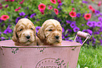 English Cocker Spaniel Puppies