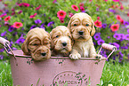 English Cocker Spaniel Puppies