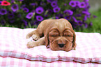 English Cocker Spaniel Puppy